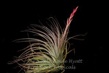 Tillandsia stricta x vernicosa