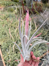 Tillandsia White Night - (T. mitlaensis x chiapensis)