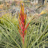 Tillandsia x Floridana  X fasciculata v. densispica