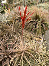 Tillandsia tomekii - Bird Rock Tropicals