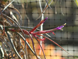 Tillandsia butzii