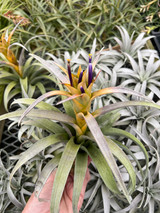 Tillandsia capitata (dwarf yellow)