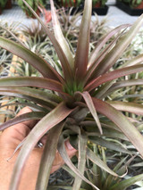 Tillandsia capitata 'Coral'