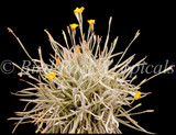 Tillandsia crocata