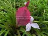 Wallisia (Tillandsia) cyanea 'Anita' (rare pink flowers)