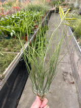 Tillandsia disticha (major)