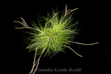 Tillandsia filifolia