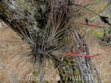 Tillandsia juncea