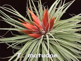 Tillandsia matudae