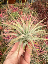 Tillandsia ionantha v. maxima