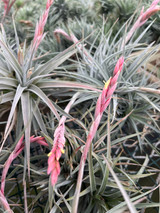 Tillandsia rauschii