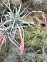Tillandsia rauschii