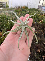 Tillandsia reichenbachii - Bird Rock Tropicals
