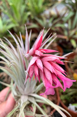 Tillandsia - Page 2 - Bird Rock Tropicals