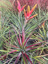 Tillandsia fasciculata (Ecuador) - Bird Rock Tropicals