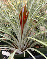 Tillandsia Chevalieri x fasciculata v. densispica - Bird Rock