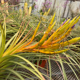 Tillandsia fasciculata 'Teotitlan'