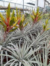 Tillandsia fasciculata v. fasciculata (Honduras)