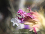 Tillandsia heteromorpha var. rauhii (Peru)