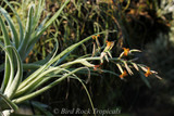 Tillandsia humilis Tillandsia humilis