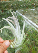 Tillandsia pueblensis