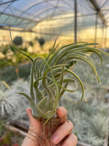 Tillandsia Tina Parr (T. seleriana X ionantha) - Bird Rock Tropicals