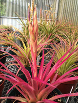 Tillandsia species (Canon del Zopilote, Zumpango, Guerrero)