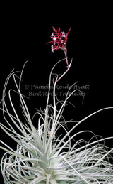 Tillandsia straminea (red form)