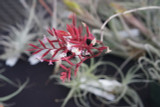Tillandsia straminea (red form)