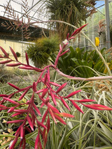 Tillandsia straminea (red form)