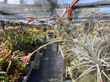 Tillandsia tectorum (caulescent)