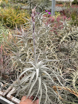 Tillandsia werdermannii