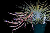 Tillandsia socialis