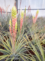 Tillandsia jalisco-monticola 'Pink Clone'