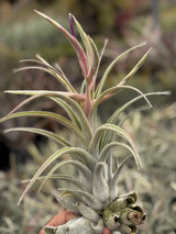 Tillandsia Bird Rock Symmetry - (T. streptophylla x mitlaensis)
