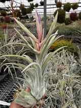 Tillandsia Bird Rock Symmetry - (T. streptophylla x mitlaensis)