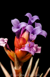 Tillandsia neglecta (red/bronze form) - Bird Rock Tropicals
