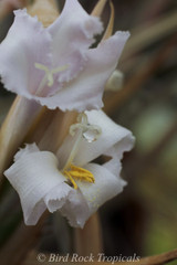 Tillandsia xiphioides