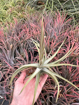 Tillandsia xiphioides