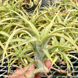 Tillandsia flexuosa