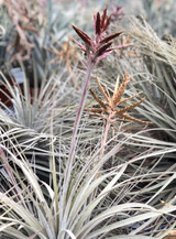 Tillandsia pseudo-floribunda (Peru)