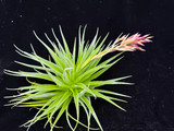 Tillandsia geminiflora (large clone)