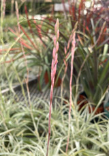 Tillandsia incarnata