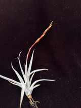 Tillandsia karwinskyana