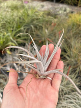 Tillandsia karwinskyana