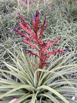 Tillandsia flagellata (syn. T. lehmanii) Tillandsia flagellata (syn. T. lehmanii)