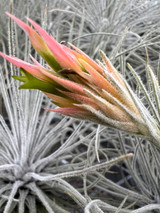 Tillandsia plumosa