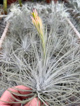 Tillandsia plumosa