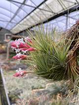 Tillandsia tenuifolia Tillandsia tenuifolia