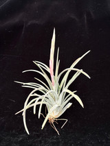 Tillandsia guerreroensis